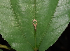 Yelahanka punctata