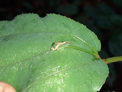 Yelahanka punctata