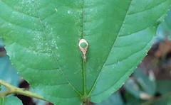 Yelahanka punctata