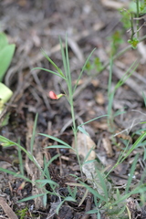 Lathyrus setifolius