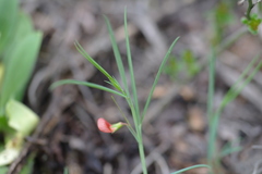 Lathyrus setifolius