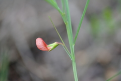 Lathyrus setifolius