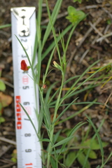Lathyrus setifolius