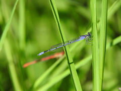Enallagma semicirculare