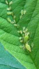 Macrosiphum osmaroniae