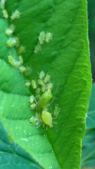 Macrosiphum osmaroniae