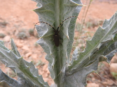 Agapanthia annularis