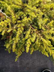 Juniperus rigida conferta