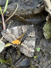 Archiearinae