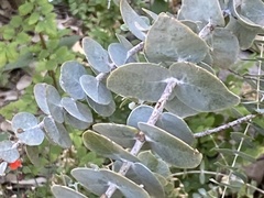 Eucalyptus kruseana