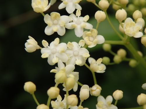 Sambucus nigra