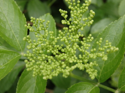 Sambucus nigra