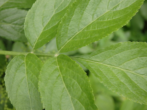 Sambucus nigra