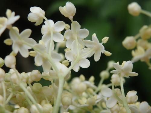 Sambucus nigra