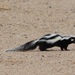 Zorillas - Photo (c) Gobabeb - Namib Research Institute, some rights reserved (CC BY-NC), uploaded by Gobabeb - Namib Research Institute