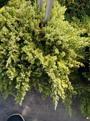 Juniperus procumbens