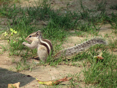Funambulus pennantii