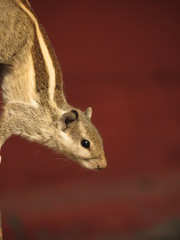 Funambulus pennantii