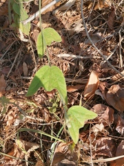 Passiflora porphyretica