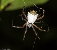 Argiope submaronica