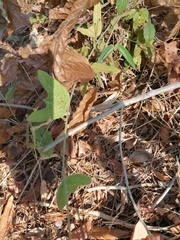 Passiflora porphyretica