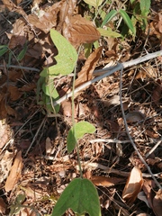 Passiflora porphyretica