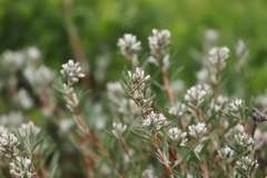 Polygonum paronychia