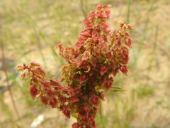 Rumex