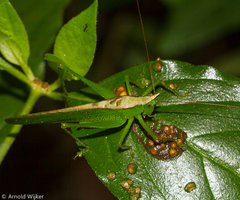 Melanophoxus brunneri