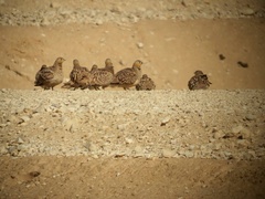 Pterocles coronatus