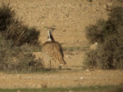 Chlamydotis macqueenii