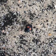 Margarinotus bipustulatus