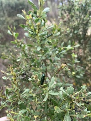 Trirhabda flavolimbata