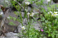 Cardamine graeca
