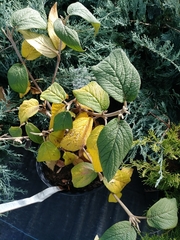 Viburnum × rhytidophylloides