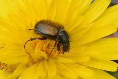 Chasmatopterus