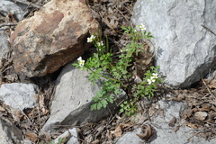 Cardamine graeca