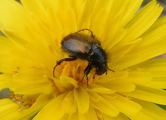 Chasmatopterus
