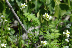Cardamine graeca