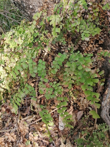 Adiantum amplum (Adiantum amplum)