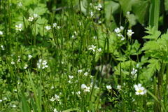 Cardamine graeca