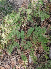 Adiantum amplum