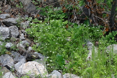 Cardamine graeca