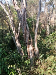 White Barbadoes (Calycophyllum candidissimum)