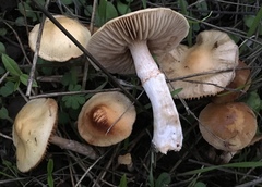 Meottomyces