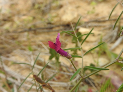 Image of Vicia monantha by (c) Abdenour Kheloufi, some rights reserved (CC BY)