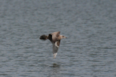Larus glaucoides thayeri