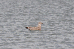 Larus glaucoides thayeri