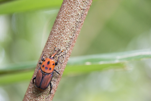 Red palm weevil