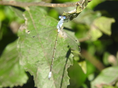 Lestes sigma